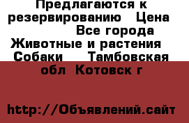 Предлагаются к резервированию › Цена ­ 16 000 - Все города Животные и растения » Собаки   . Тамбовская обл.,Котовск г.